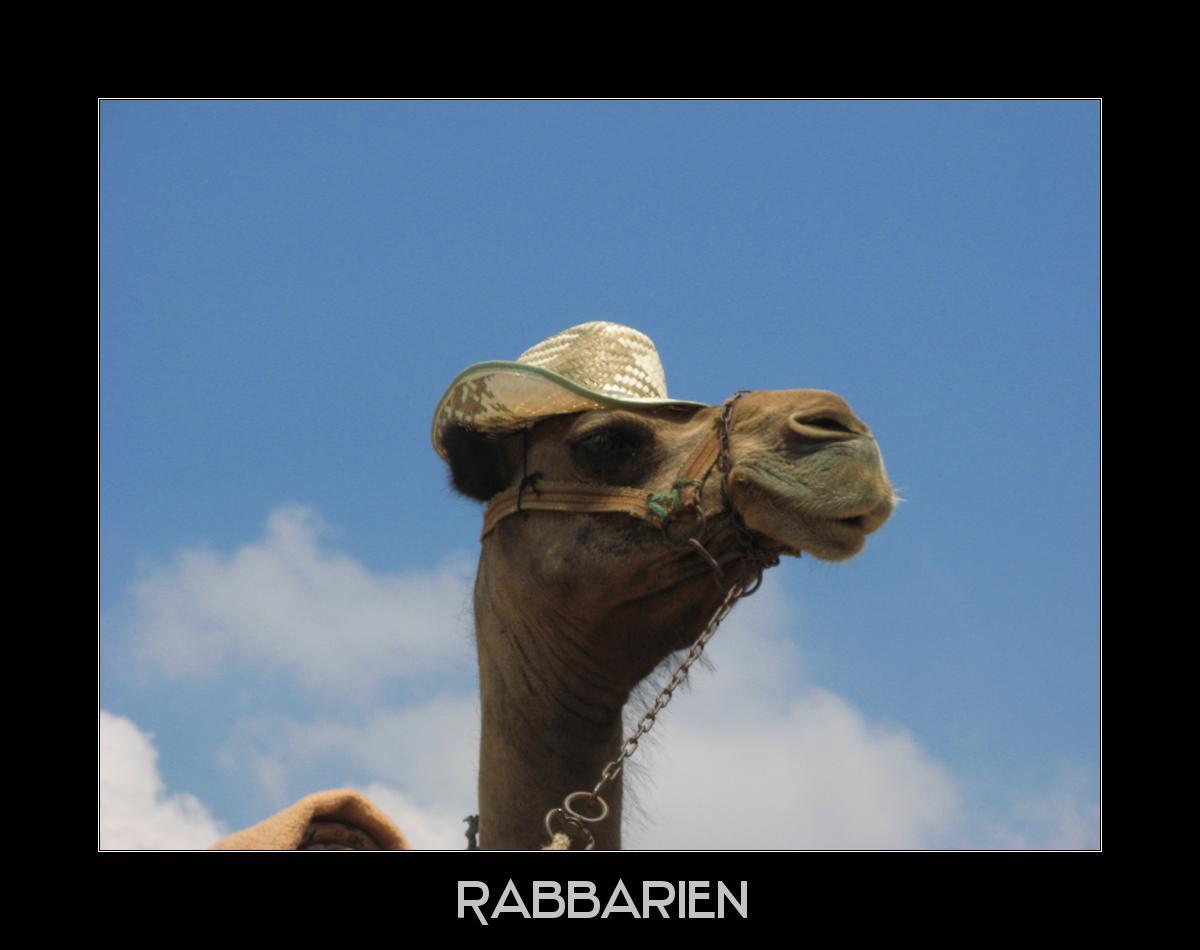 Kamel mit Hut