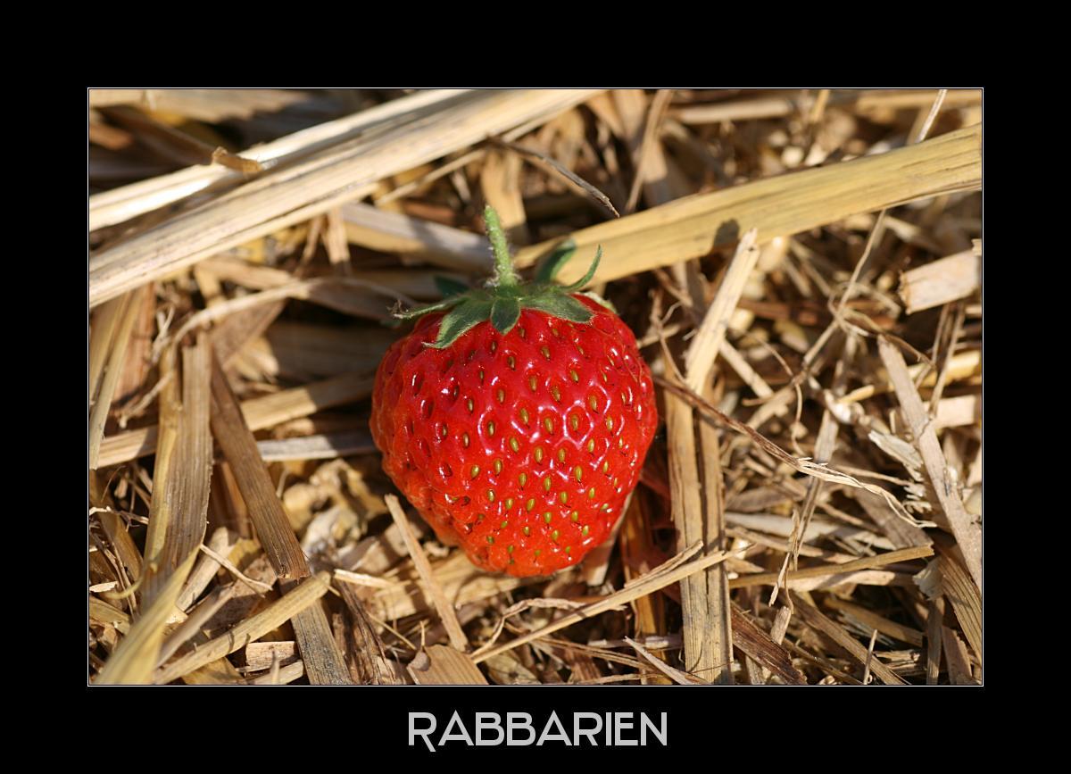 Erdbeere auf Stroh