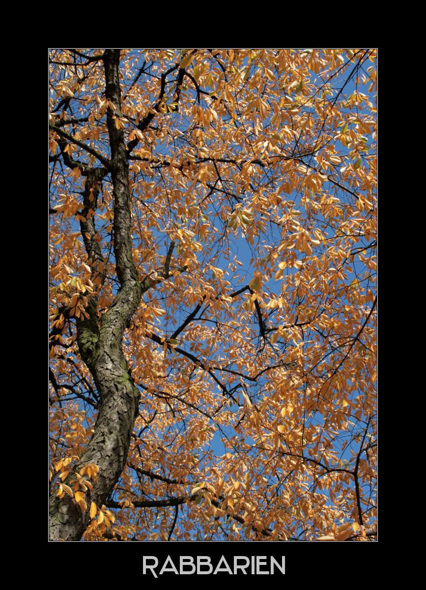 Esche in Herbstfärbung