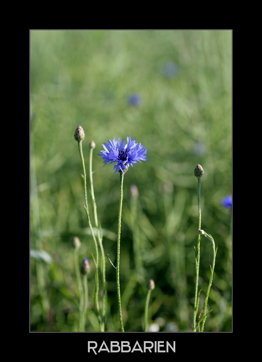 blaue Flockenblume