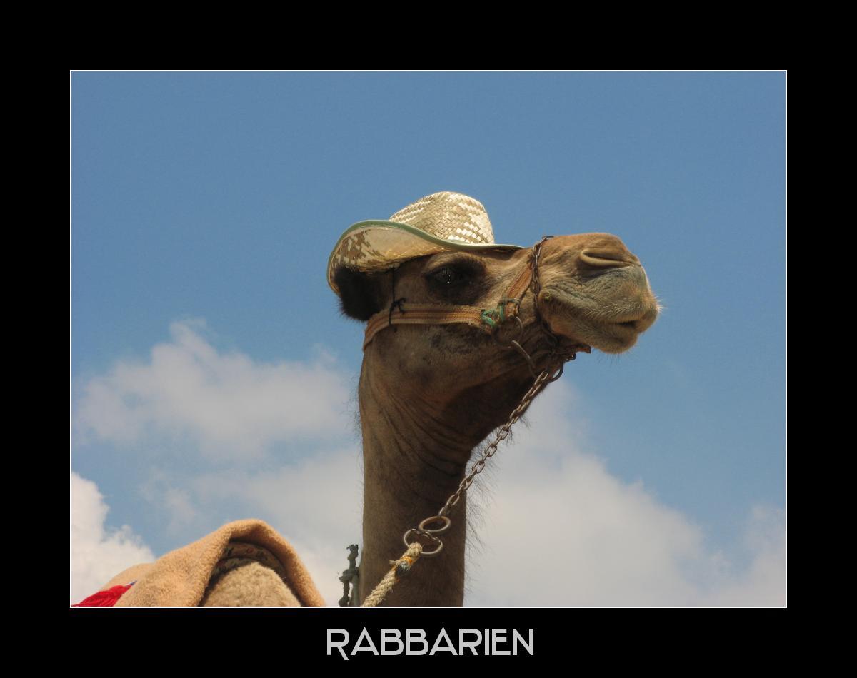 Hut tragendes Kamel