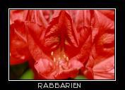rote Lilien